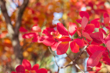 Fototapeta na wymiar red autumn leaves on branches, background