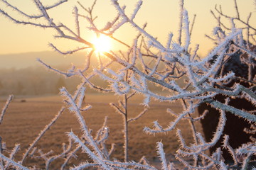 Eiskristalle im Abendlicht