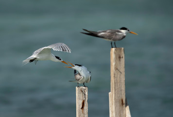 Greater Crested tern perched on wooden log, Bahrain