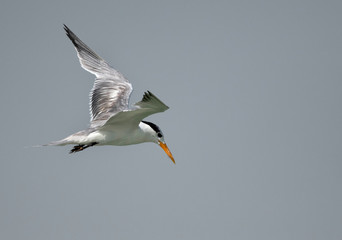 Greater Crested tern perched on wooden log, Bahrain 