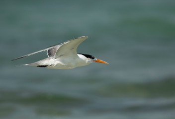 Greater Crested tern flying at Busaiteen coast, Bahrain