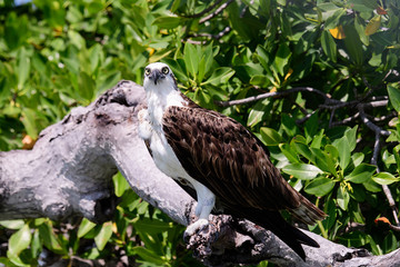 Magnificent osprey on its perch