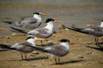 Greater Crested terns resting at Busaiteen coast of Bahrain 