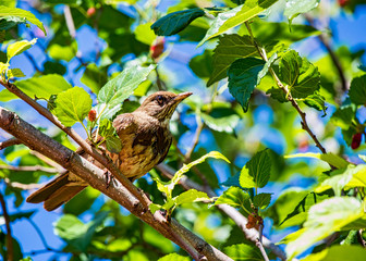 Bird on branch of a mulberry tree with leaves and blue sky defocused in the background.