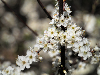cherry blossom with unfocused background