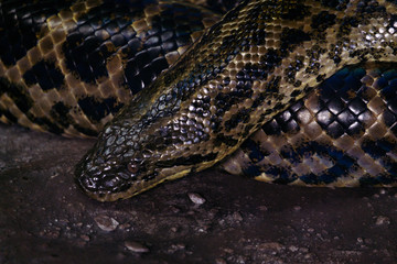 Anaconda