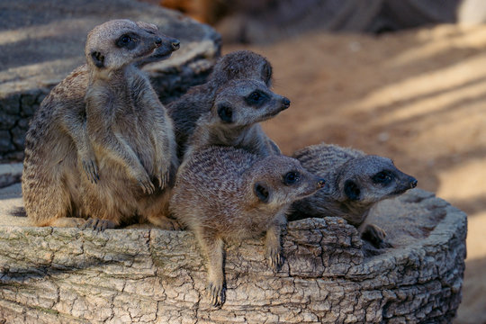 Suricata family