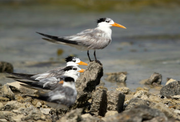 Terns are seabirds in the family Sternidae