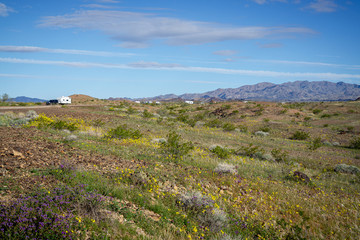 Fototapeta na wymiar Spring in the desert, BLM camping at Earp, near Parker, CA, USA