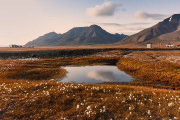 Wallpaper norway landscape nature of the mountains of Spitsbergen Longyearbyen Svalbard   on a flowers polar day with arctic summer in the sunset 