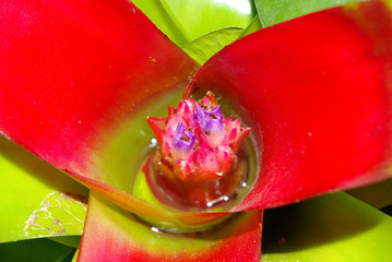 Detalle de planta tropical con colores rojo y amarillo intensos