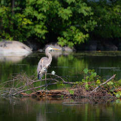 Gray Heron