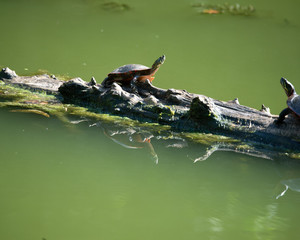 Painter Turtles