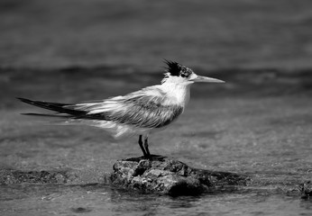 Greater Crested tern perched on a rock at Busaiteen coast, Bahrain