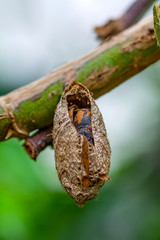 Butterflies farm. Sign In Different butterflies chrysalis on a branch - Stock Image