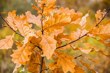 Fototapeta na wymiar young oak leaf in autumn