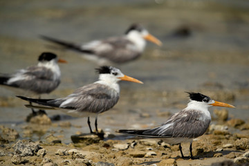 Obraz premium Greater Crested terns resting at Busaiteen coast of Bahrain 