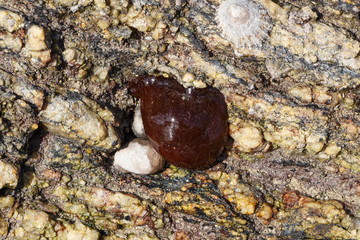 Beadlet anemone on rock at low tide in Brittany