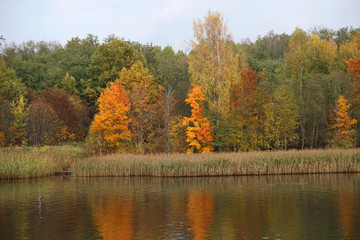 Trees in forest with autumn foliage on lake