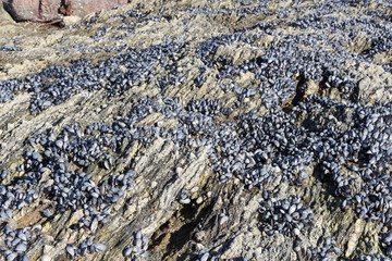Wild mussels on rocks at low tide in Brittany