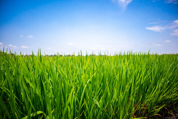 Close up Rice field green grass with blue sky landscape background. Nature and Landscape Concept. Copyspace and background.