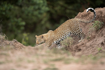A leopard moving down a mound in its habitat at Masai Mara, Kenya