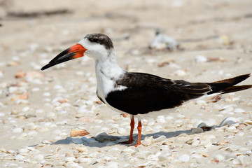 African Skimmer posing on the ground
