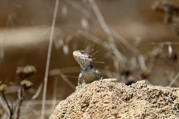 lizard sitting on a stone on the shores of the Mediterranean Sea in northern Israel and basking in the sun