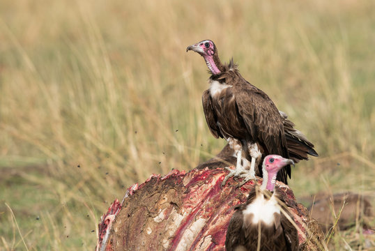 The hooded vultures on a carcass at Masai Mara, Kenya