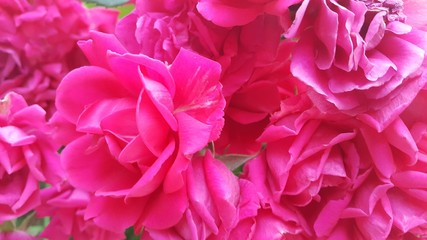 Red rose flower with stamens and green leaves in background