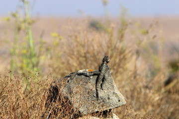 lizard sitting on a stone on the shores of the Mediterranean Sea in northern Israel and basking in the sun