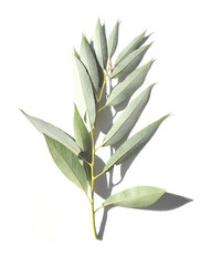 One twig, branch beautiful shape with green young elegant textured leaves isolated on white background. Pictures for text, maps, labels, books, covers, poster. Atmospheric still life