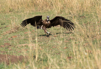 A hooded vulture landing near a carcass, Masai Mara, Kenya