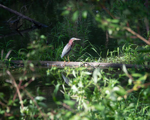 Heron