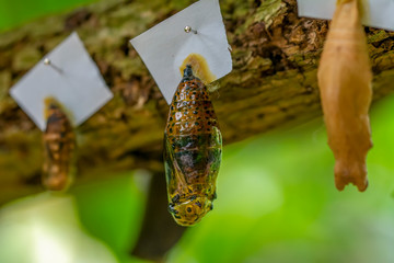 Butterflies farm. Sign In Different butterflies chrysalis on a branch - Stock Image
