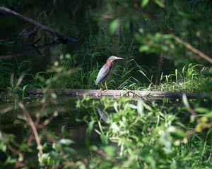 Heron