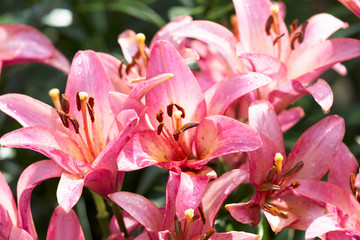Fototapeta na wymiar Bouquet of pink lilies close-up