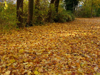 Buntes Herbstlaub im bedeckt den Boden