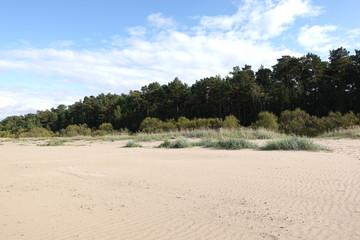 Beautiful natural landscape with pine forest near sandy dunes on empty beach on bright sunny day horizontal photo