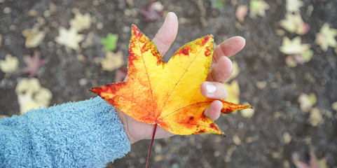 Herbstblatt in der Hand halten