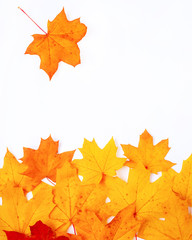 maple leaf falls into a pile of leaves on a white background copy space