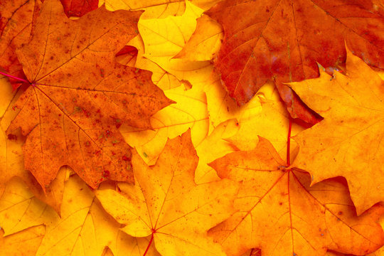 background of autumn orange maple leaves