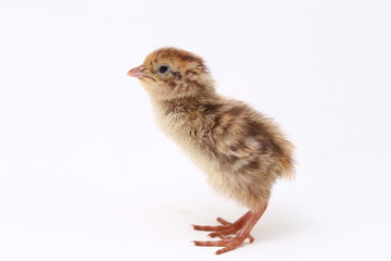 baby chick common quail isolated on white background