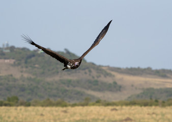 The lappet-faced vulture flying at Masai Mara grassland, Kenya