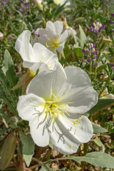 White Evening Primrose wildflowers at Anza Borego Desert State Park, CA, USA