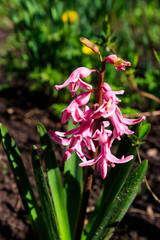 Obraz premium Pink hyacinth in garden