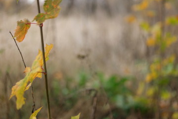 Obraz premium autumn leaves 