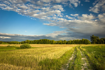 Fototapeta na wymiar Country road through fields, trees on the horizon and clouds on a sky
