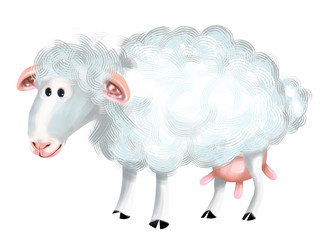 illustrazione pecora, lavorazione del latte