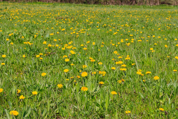 Green meadow covered with yellow dandelions at spring